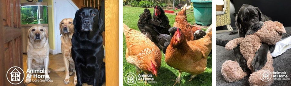 Animals at Home Franchise